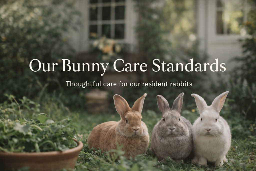 Bunny care in a peaceful garden

