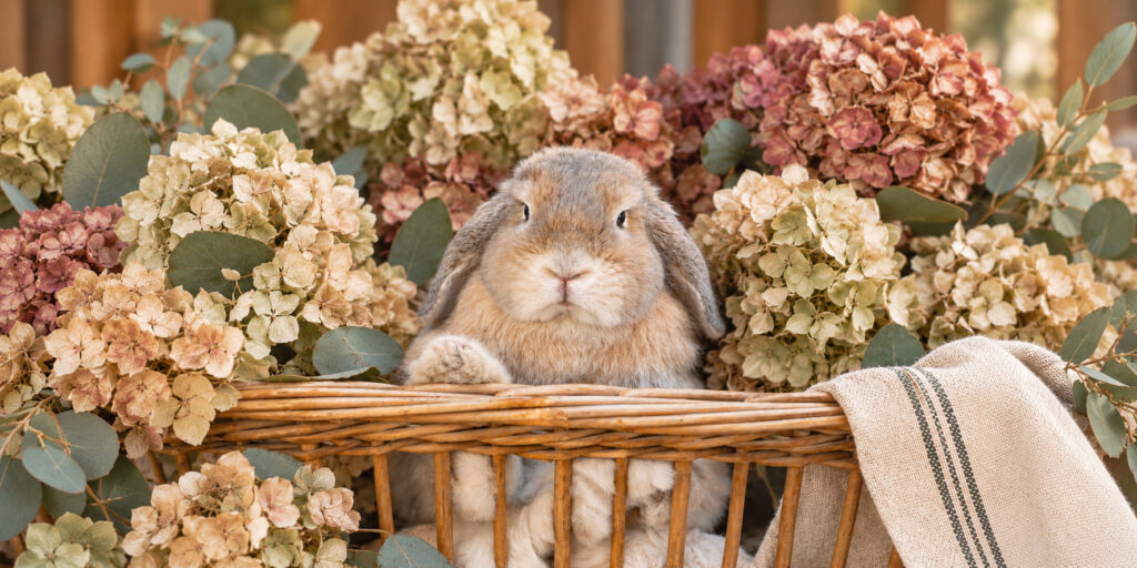 At Grange Garden, our resident rabbits are cared for with gentle daily attention, clean and comfortable spaces, proper nutrition, and time to rest. Their well-being always comes first.
"Olive," our lop-eared rabbit, is sitting in his wicker basket, surrounded by dried hydrangeas and eucalyptus, waiting for his treat.